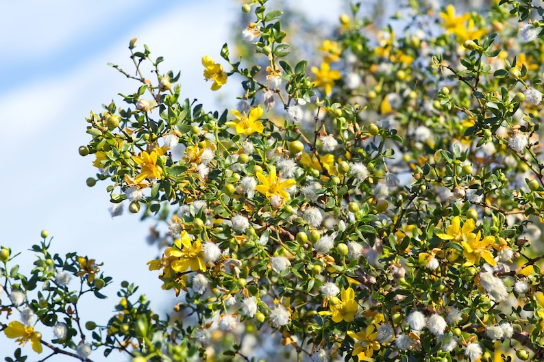 Creosote Bush Seeds - 10 Seeds Larrea Tridentata Greasewood - Drought-Resistant Desert Plant for Arizona Gardens