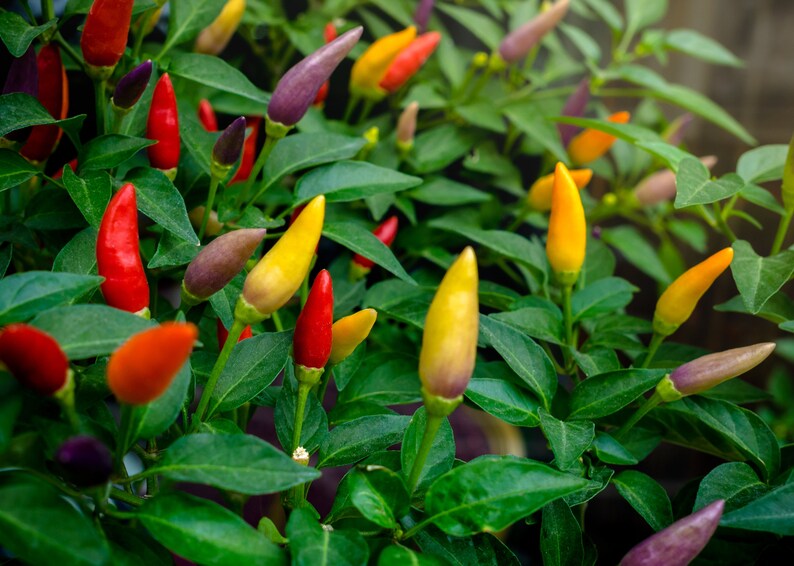 Bolivian Rainbow Pepper Seeds (20) - Colorful Ornamental Capsicum Annuum for Hot Peppers and Landscaping