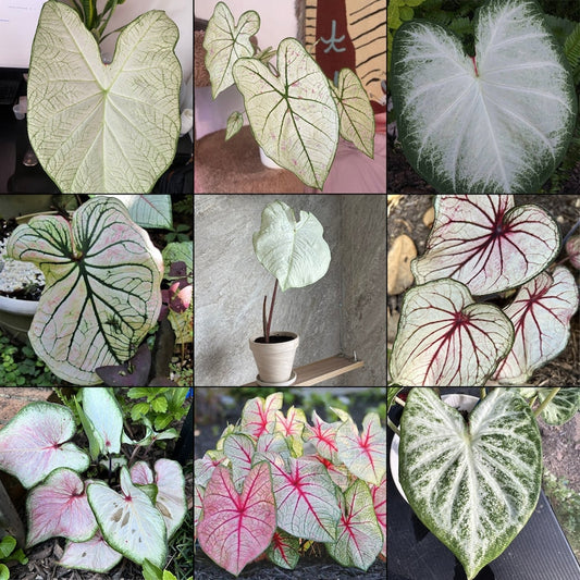 White Caladium Bulb Mix - Elegant Foliage Assortment for Shade - Caladium bicolor - Indoor/Outdoor Garden Planting