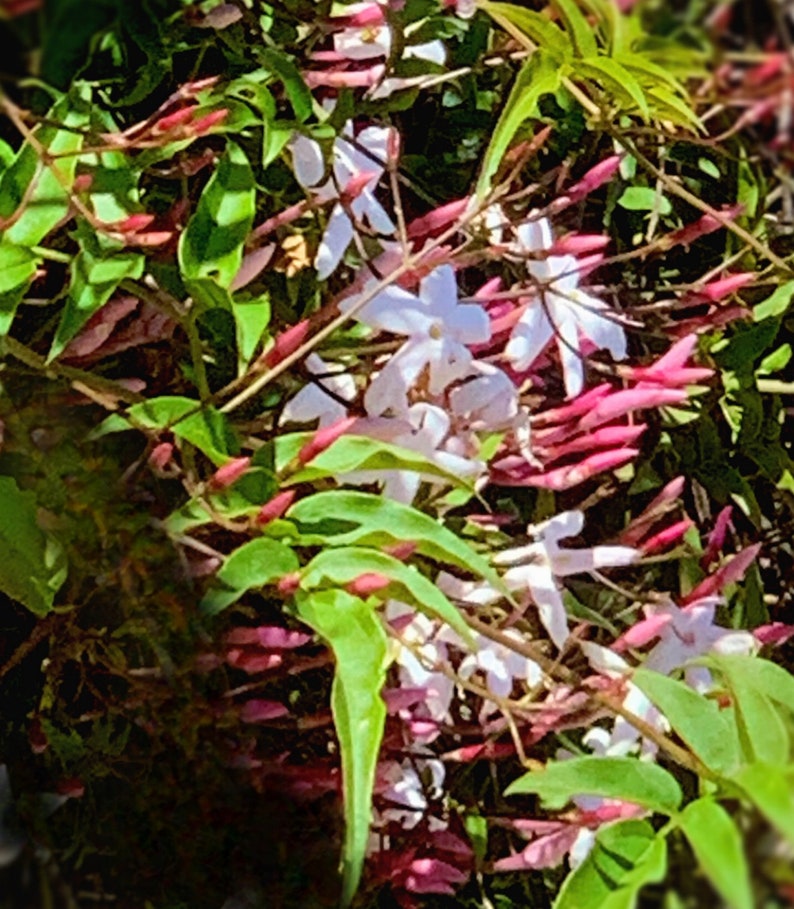 3pk 2" Polyanthum Jasmine Live Plants - Fully Rooted Jasmine Plants - Perfect for Home and Garden - *Jasminum polyanthum*