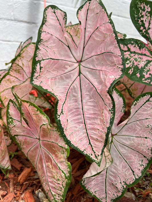 Caladium Bulbs (2 Pack) - Pink Splash Variety - Translucent Pink Leaves with Green Edges - Caladium bicolor