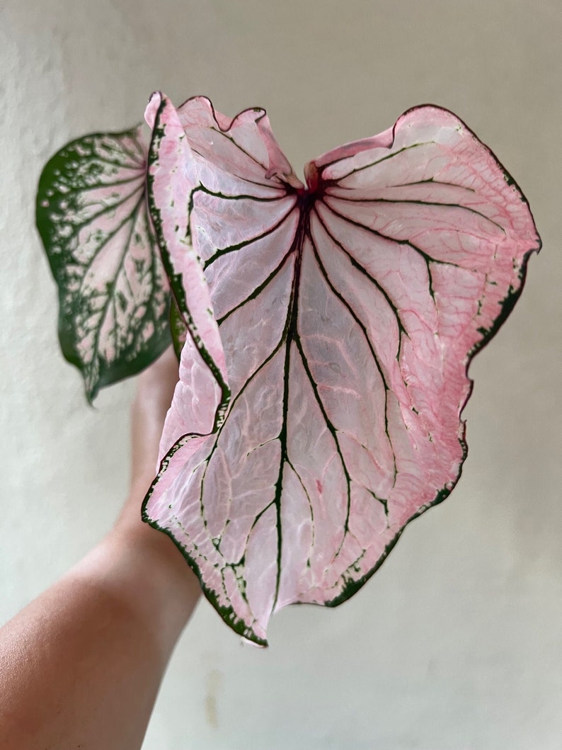 Pink Symphony Caladium Bulbs (2 Pack) - Translucent Pink Leaves, Easy to Grow, Indoor/Outdoor Perennial, Caladium bicolor