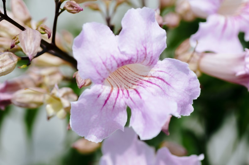 Light Pink Desert Willow Seeds (10) - Chilopsis linearis, Flowering Willow, Drought-Tolerant Ornamental Tree, Free Shipping
