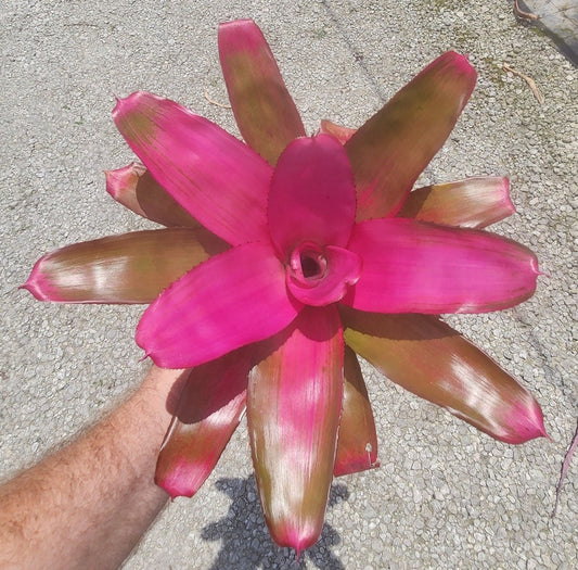 Bromeliad Plant - Neoregelia Romance - Live Tropical Houseplant - Ideal for Home Decor - Indoor Gardening