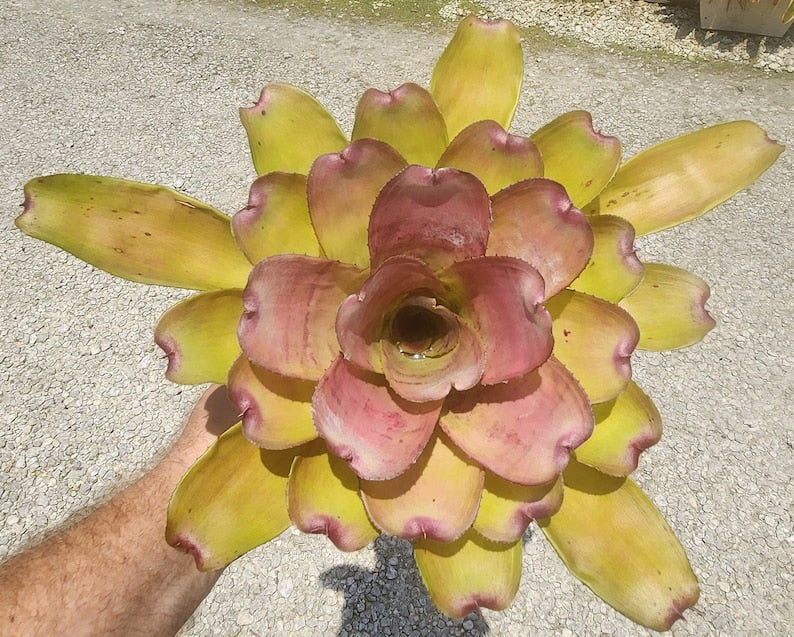 Bromeliad Live Plant - Neoregelia Passion Hybrid - Outdoor Grown - Minor Blemishes - Perfect for Indoor Gardens