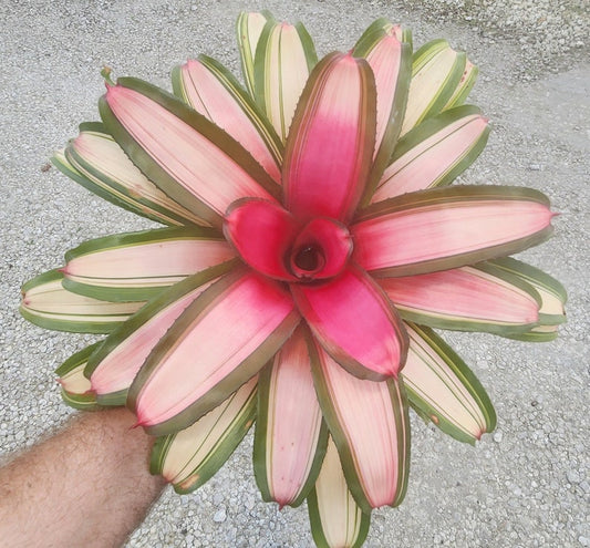 Bromeliad Live Plant Neoregelia Venus P. - Outdoor Grown - Low Maintenance Indoor Plant for Home Decor