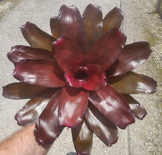 Bromeliad Live Plant - Neoregelia Purple Passion - Outdoor Grown, Minor Blemishes - Tropical Houseplant