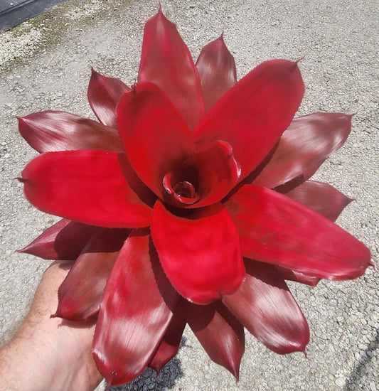 Bromeliad Plant - Neoregelia Maria - Live Tropical Houseplant - Pest-Inspected - Ideal for Indoor Gardens - Florida Grown