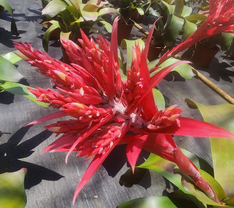 Bromeliad Plant Aechmea Picante - Live Tropical Houseplant - Outdoor Grown - Pest Inspected - Low Maintenance Care