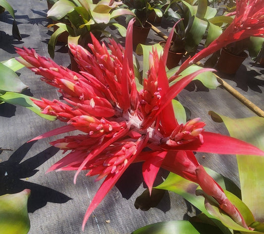 Bromeliad Plant Aechmea Picante - Live Tropical Houseplant - Outdoor Grown - Pest Inspected - Low Maintenance Care