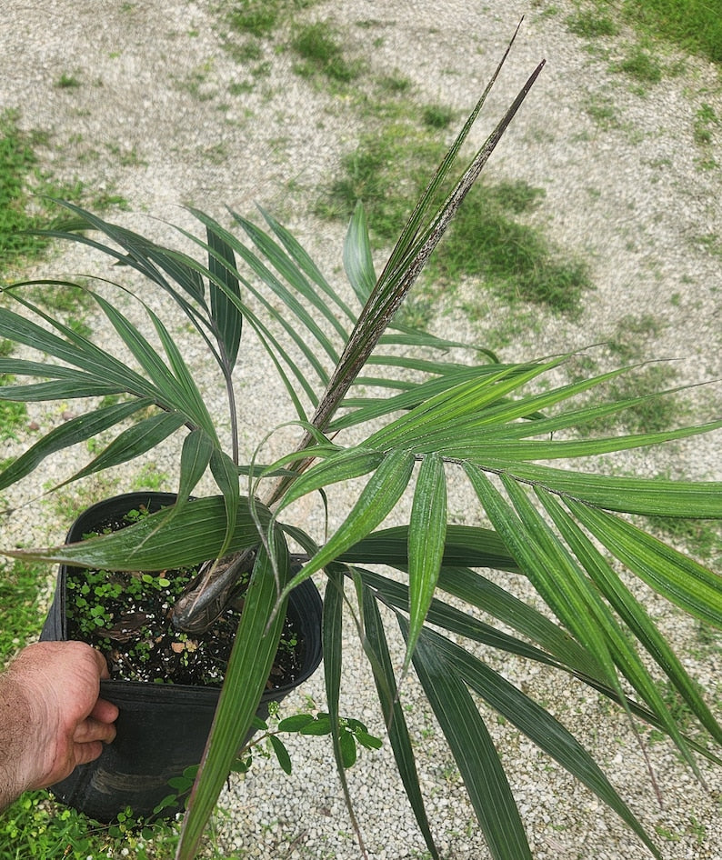 Hurricane Palm Live Plant - Dictyosperma conjugatum - Tropical Indoor/Outdoor Plant - Minor Blemishes Accepted
