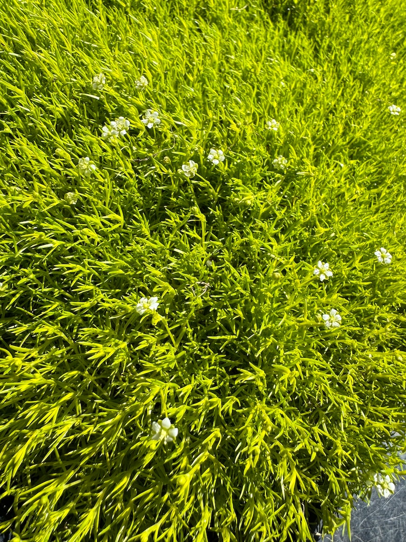 Scotch Moss Groundcover Plant - Chartreuse Foliage - Sagina subulata - Lush Mat for Walkways & Stepping Stones