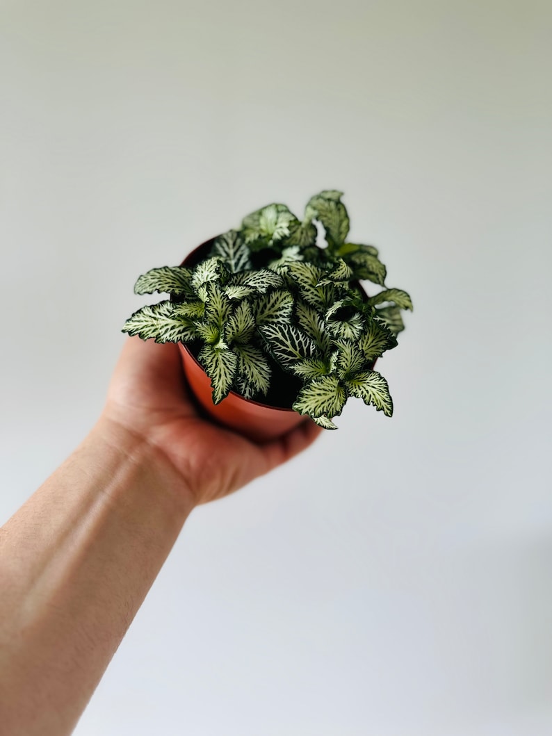 Fittonia White Star Plant - 4” Nerve Plant - Green and White Foliage - Easy Care Indoor Houseplant - Fittonia albivenis