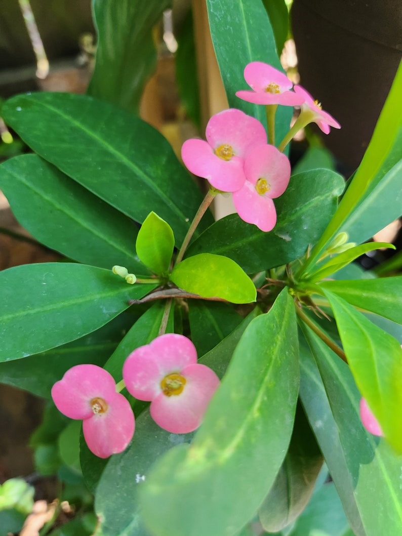 Crown of Thorns Plant - 3-4 Inch Euphorbia milii - Madagascar Native Succulent - Christ Thorn Plant