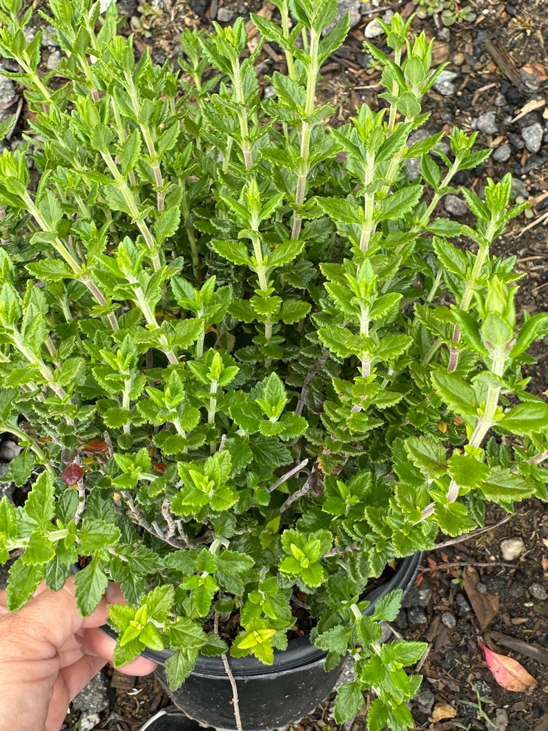 Germander Plant in 1 Gallon Pot, Teucrium chamaedrys, Hardy Perennial with Glossy Green Foliage & Pinkish-Purple Flowers