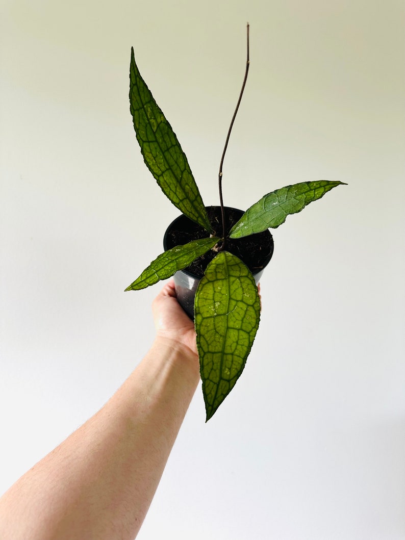 Hoya Cleminsiorum sp. Aceh Live Plant in 5” Pot - Collector Hoya with Stiff Foliage - Unique Splashy Hoy - Easy Care Plant