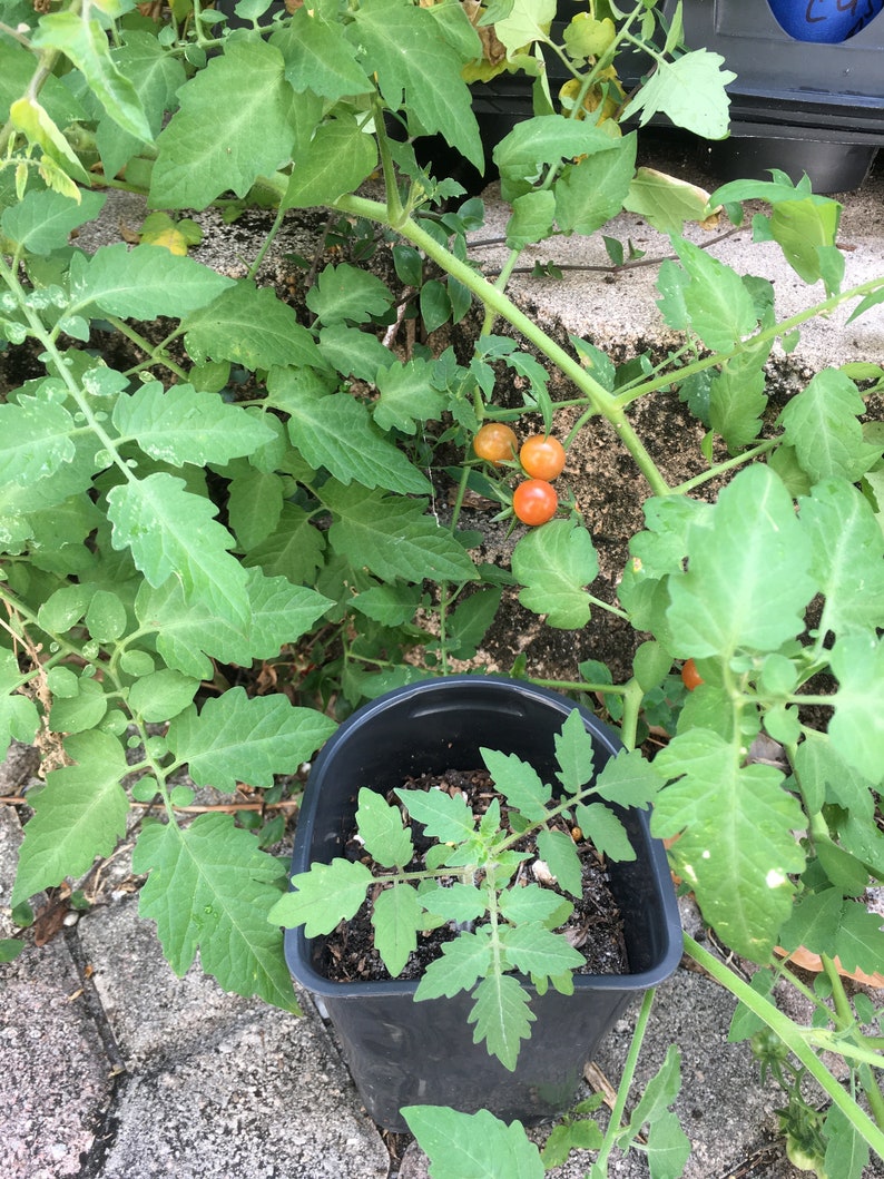 Everglades Tomato Plant - 2 or More in One Pot - Heat Tolerant, Disease Resistant - Solanum lycopersicum 'Everglades'