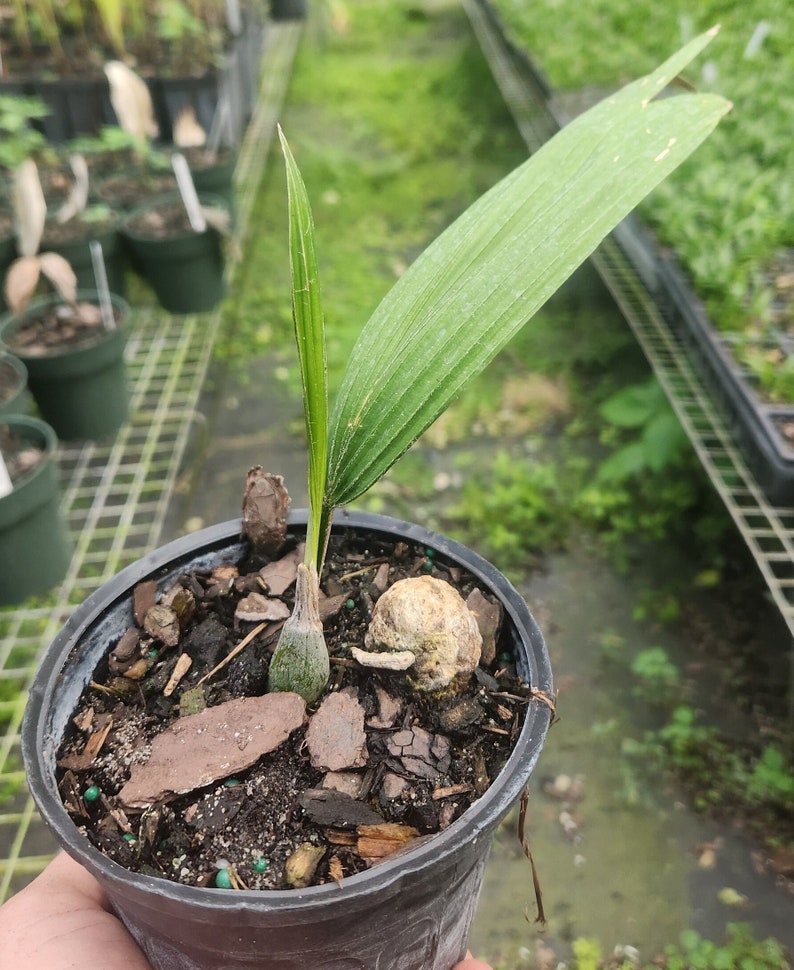 Kerriodoxa elegans Live Plant - White Elephant Palm - Outdoor Grown Tropical Plant - Ideal for Indoor/Outdoor Use