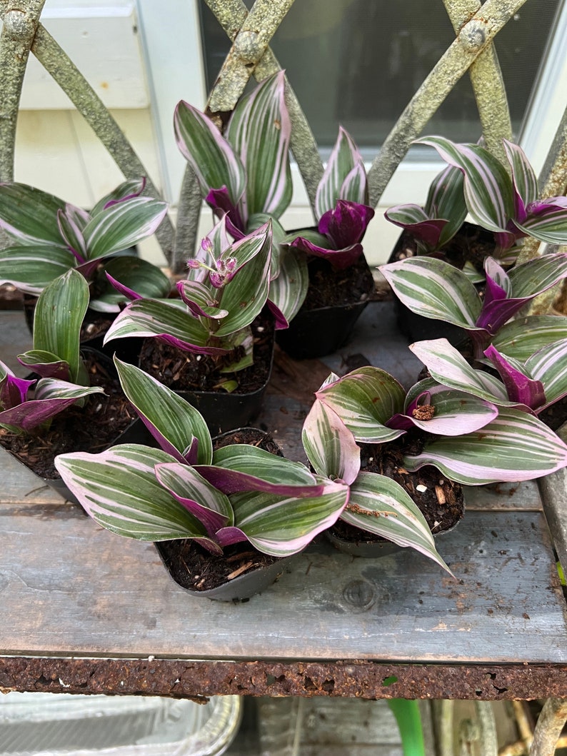 Pink Wandering Jew Plant in 2-Inch Pot - Tradescantia Nanouk, Pink Variegated Houseplant, Indoor Garden Decor