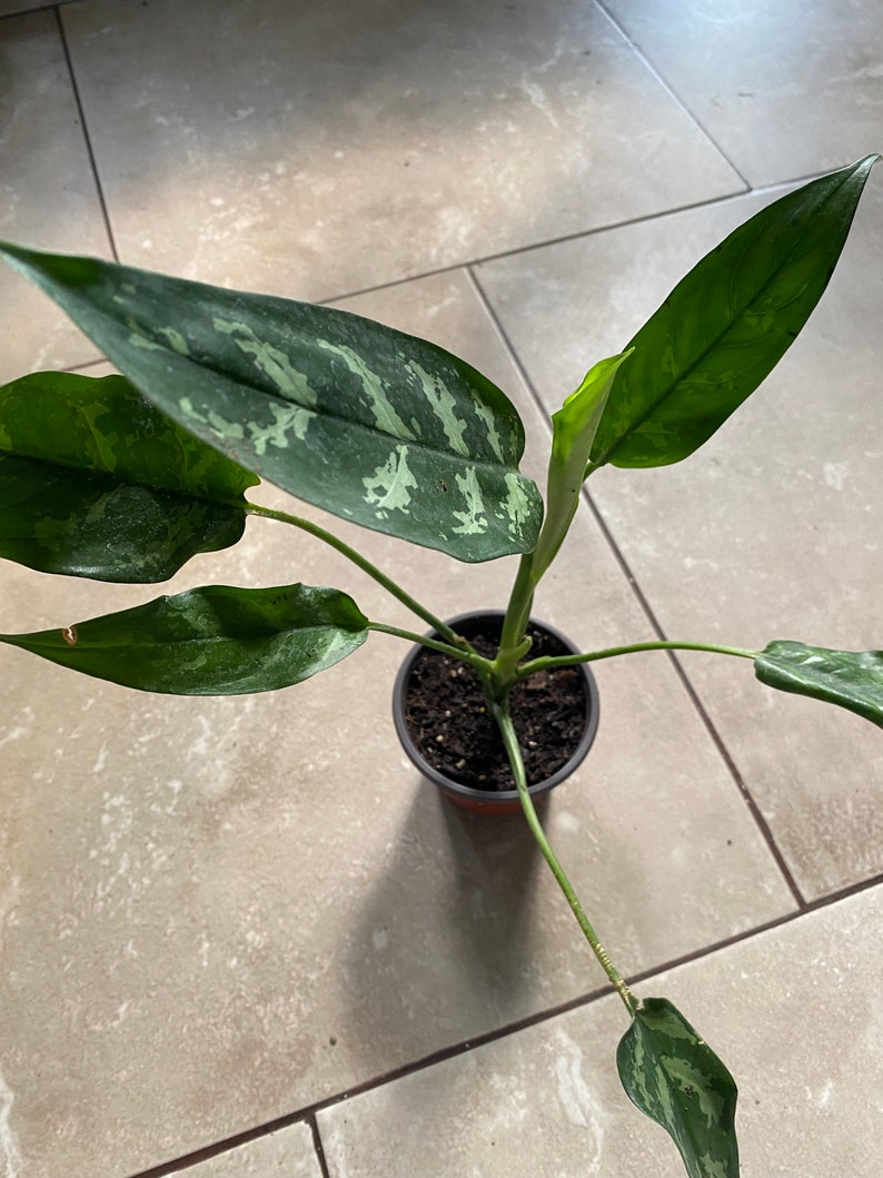 Chinese Evergreen Plant 12-15in - Golden Evergreen - Aglaonema commutatum - Houseplant, Ornamental Foliage
