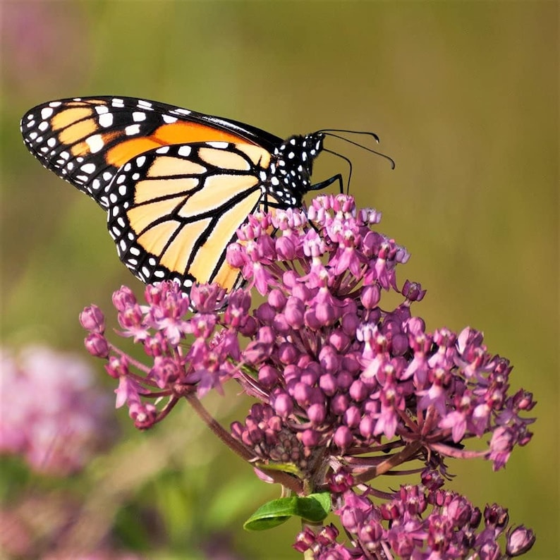 Pink Milkweed Live Plants - 2 Healthy Starter Plants for Butterfly Gardens - Asclepias incarnata - 4-6 Inches Tall