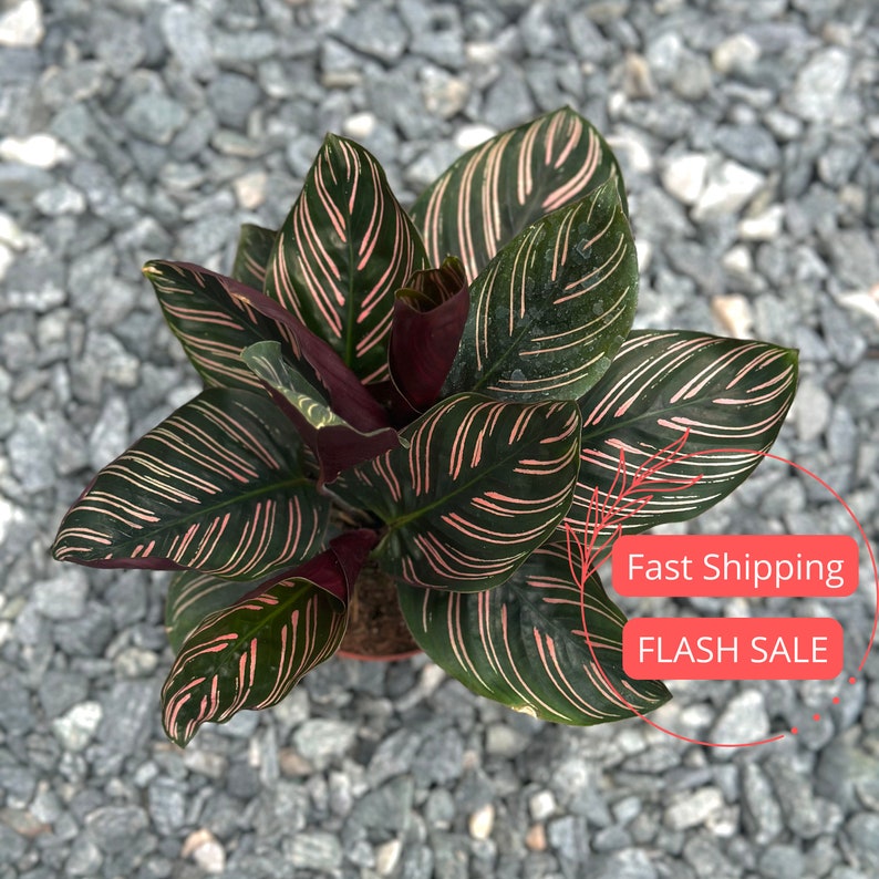Calathea Ornata Starter Plant | Rare Pinstripe Prayer Plant | Rooted Houseplant | 3" Pot | Indoor Plant Gift