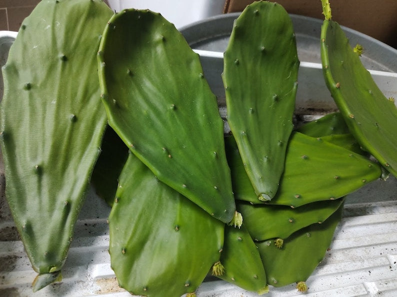 Prickly Pear Cactus Pads 1 lb - Nopales Opuntia Pads, Freshly Cut, Medium to Large, Edible & Propagatable
