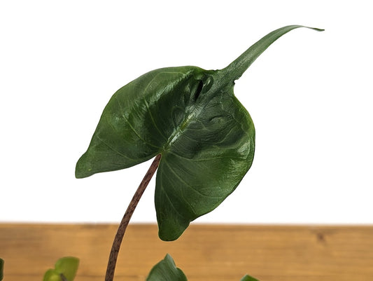 Alocasia Stingray 4 Inch Pot Live Houseplant Indoor Plant - Unique Shape (Alocasia) - High Humidity, Toxic to Pets