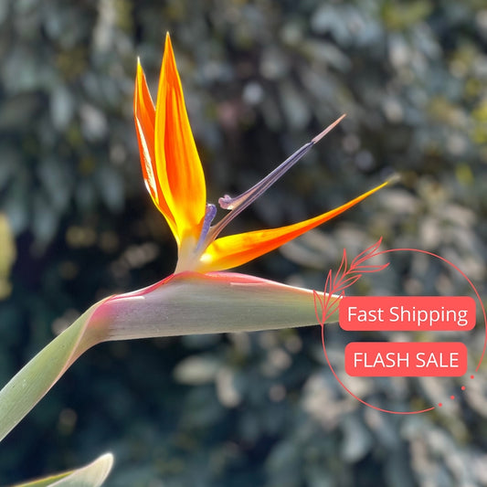 Birds of Paradise Plant Large | Fully Rooted Live Starter Plant | Strelitzia reginae | Easy Care Indoor Greenery
