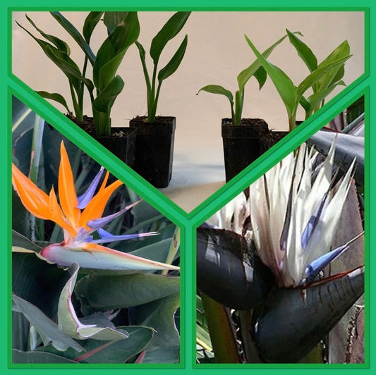 6pk Fire and Ice Bird of Paradise Combo - Strelitzia Reginae Orange & Strelitzia Nicolai Giant White - Live Plants