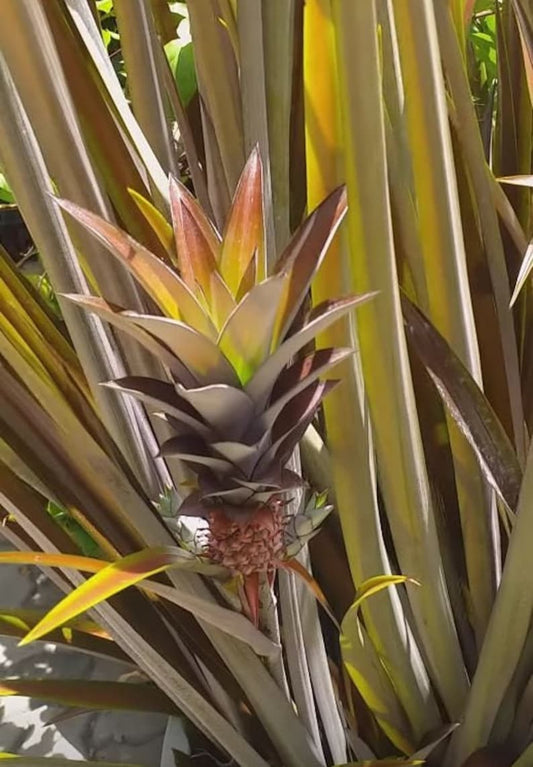 Brazilian Sunset Pineapple Live Starter Plant 4-6" Ananas Lucidus Tropical Ornamental Houseplant Easy-Care Container Plant