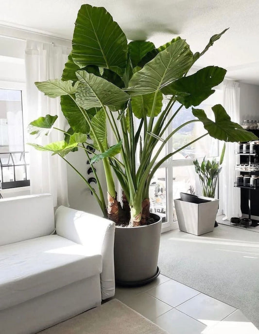 Alocasia Odora Bulb 9/11 Size | Upright Elephant Ear | Tropical Foliage Plant | Easy Care for Garden & Containers