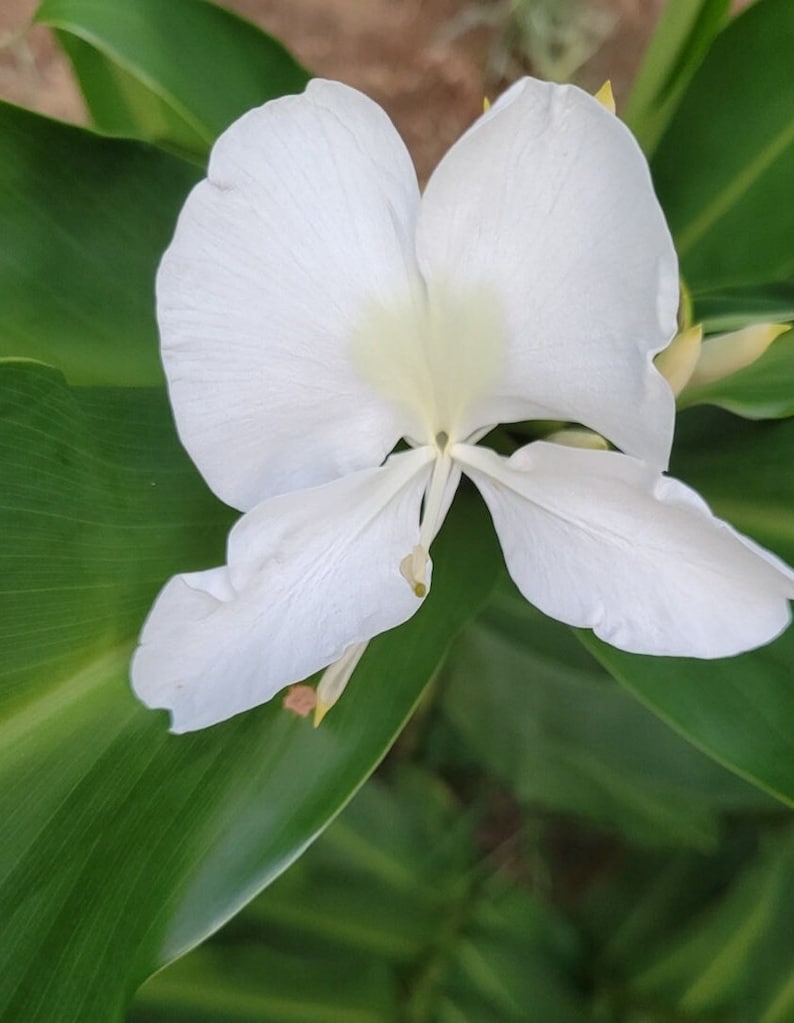Hedychium White Butterfly Ginger Rhizome with Roots - Fragrant White Blooms - Tropical Perennial Plant for Gardens