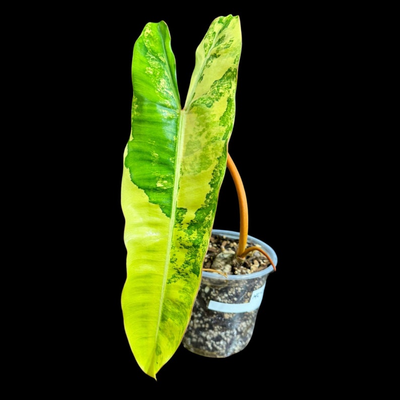 Philodendron Variegated Billietiae Plant - Large Leaves - Super Rare Variegation - Tropical Foliage - US Seller