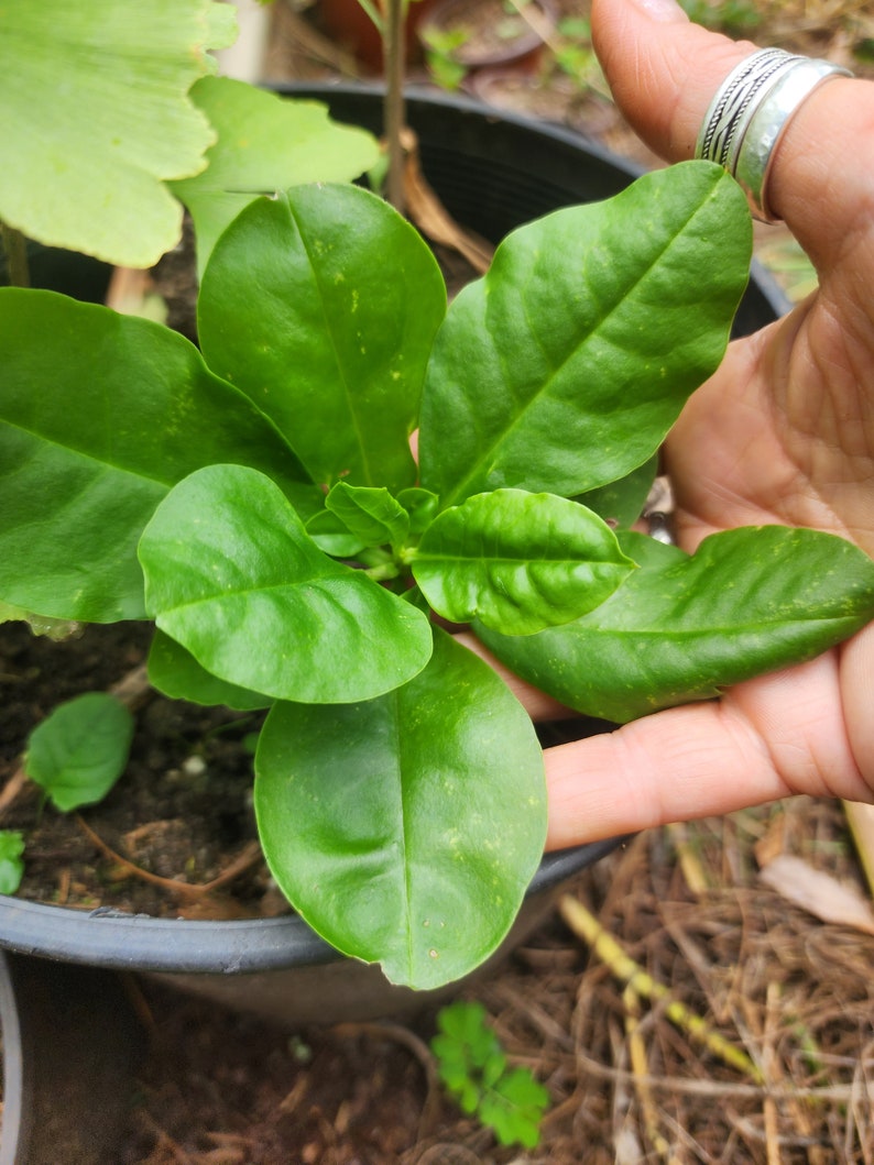 Surinam Spinach Live Plant - Edible Purslane Variety - Pink Flowers (2 Rooted Plants)