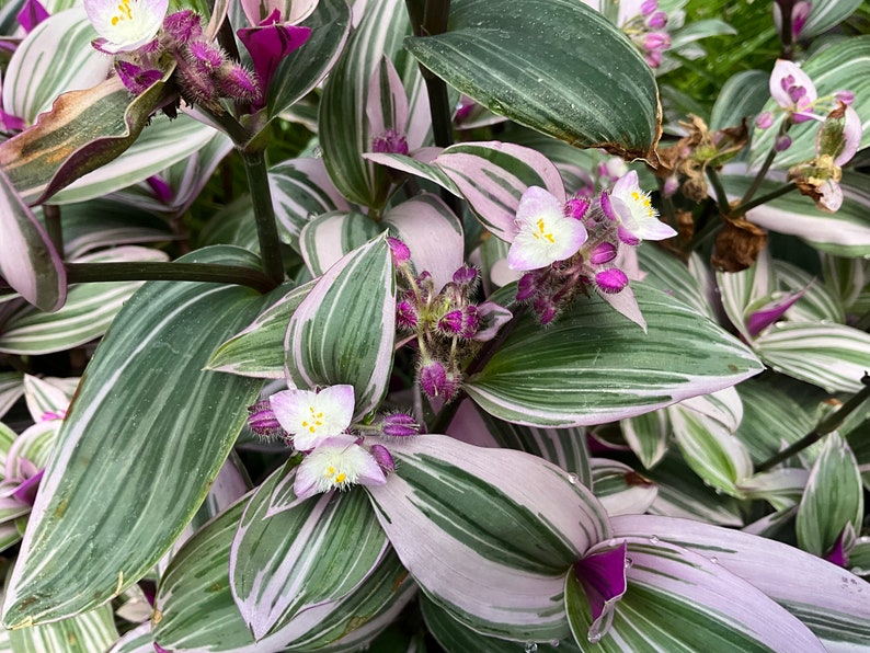 Pink Tradescantia Plant 2.5" Pot - Tradescantia albiflora "Manouk" - Perennial Houseplant for Indoor/Outdoor Decor
