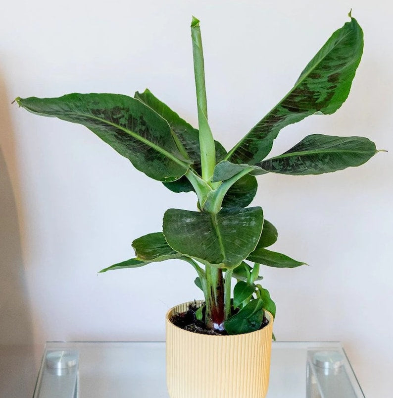 Dwarf Cavendish Banana Tree - Fast Growing Fruit Plant - Musa acuminata - Ideal for Home Garden, Pots, or Patios