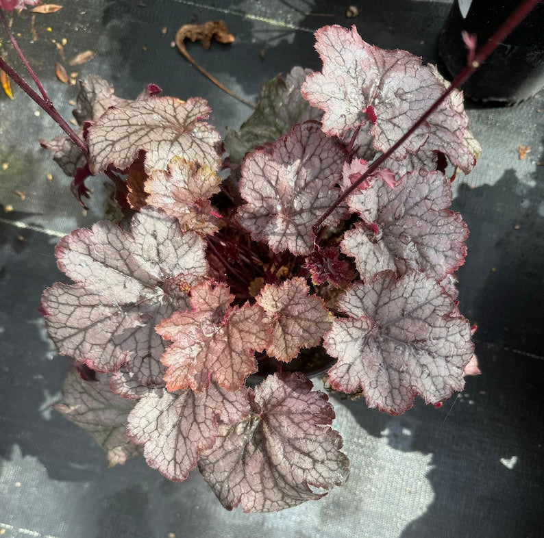 Heuchera Plant in 1 Gallon Pot - Forever Purple, Amethyst Myst, Fire Alarm - Vibrant Foliage Perennial (Heuchera spp.)
