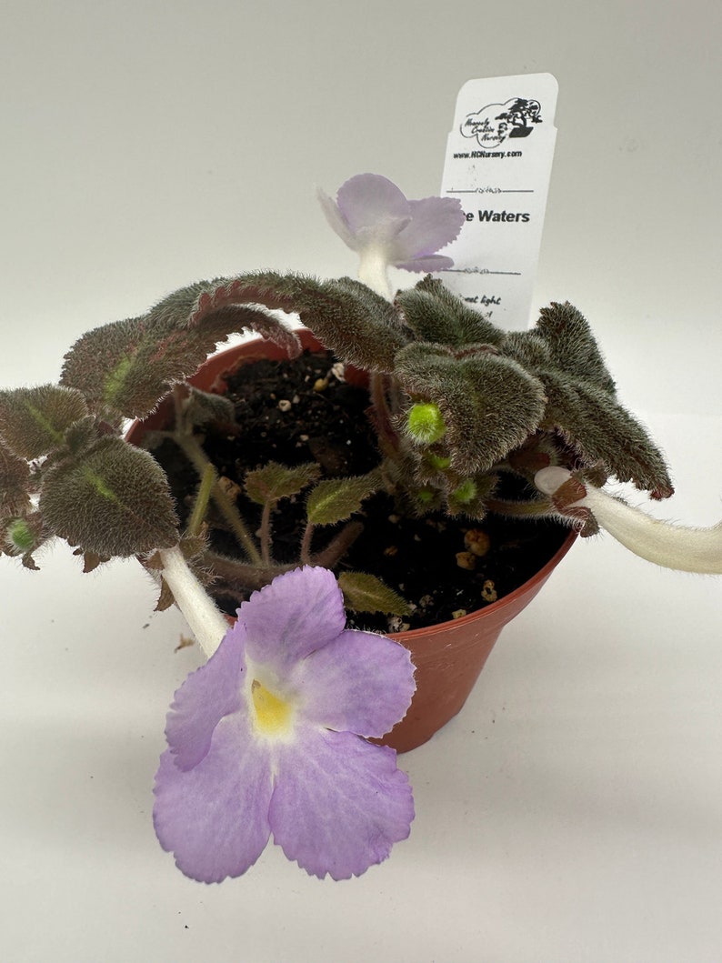 Live Episcia Plant 4" - Blue Waters Variety - Vibrant Blooms - Episcia spp. - Perfect for Indoor Gardening & Houseplant Lovers