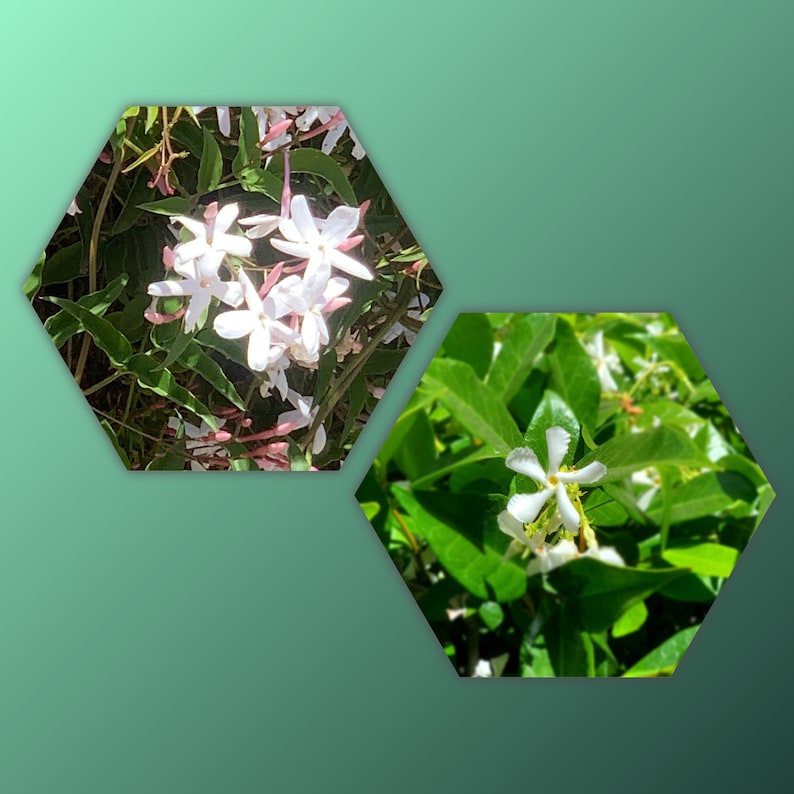 Sweet Tendrils 6pk Combo | 2” Polyanthum Jasmine & Star Jasmine | Jasminum polyanthum & Jasminum nitidum