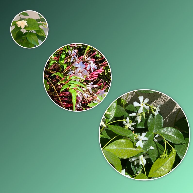 Sweet Serenity Trio - 2” Jasmine Plants (Polyanthum, Sambac, Star) - Live Indoor Garden Plants - Eco-Friendly Shipping