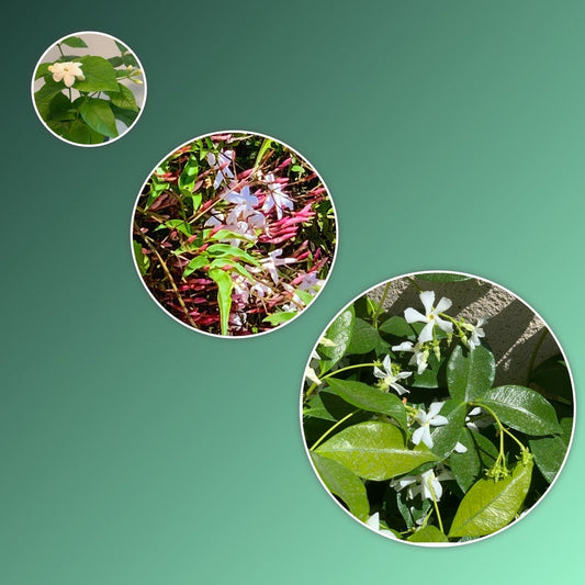 Sweet Serenity Trio - 2” Jasmine Plants (Polyanthum, Sambac, Star) - Live Indoor Garden Plants - Eco-Friendly Shipping
