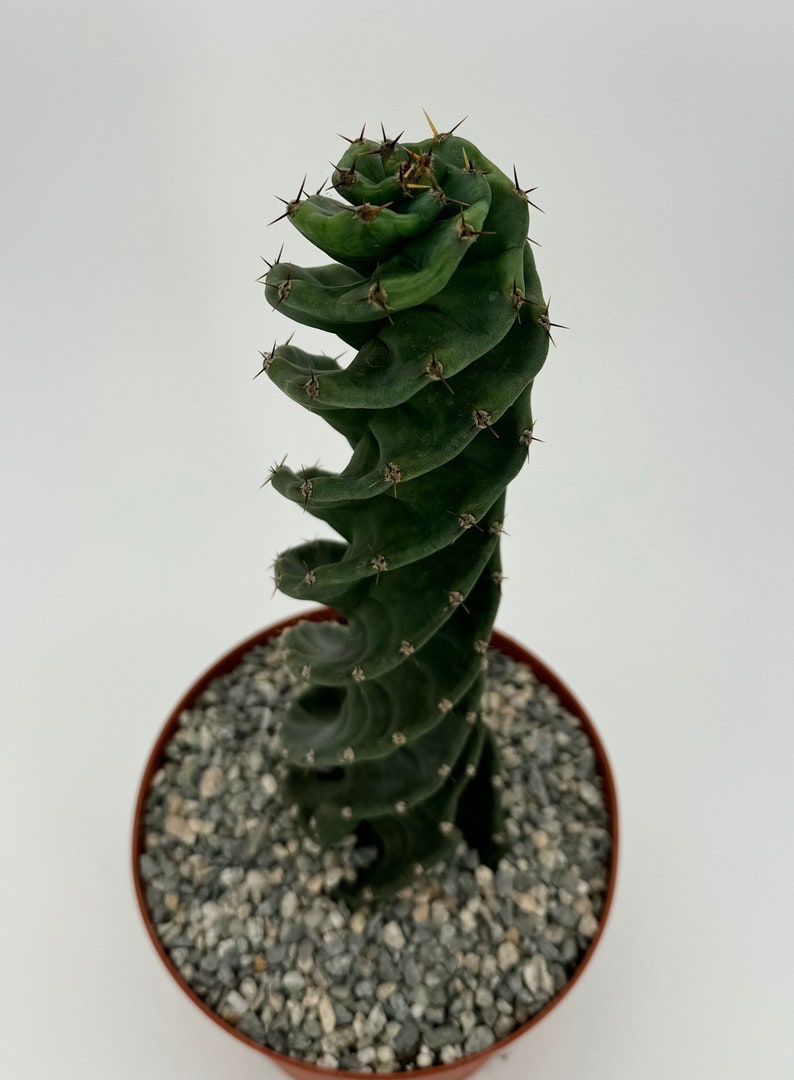 Spiral Cactus 6" Pot | Cereus Forbesii 'Spiralis' | Rare Blue-Green Twisting Cactus for Indoor Succulent Collection
