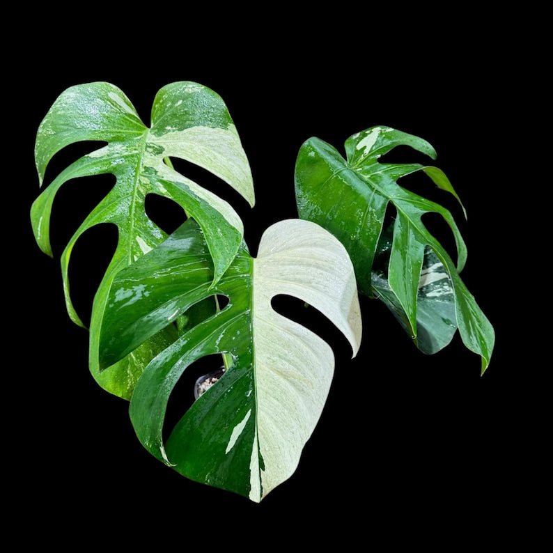 Rare Variegated Monstera Mint Plant in Nursery Pot - Monstera Mint Variegated (Monstera adansonii) - Rooted Indoor Houseplant