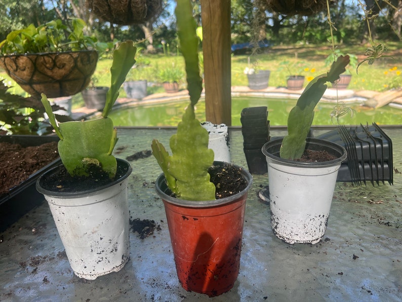 Orchid Cactus Plant 4 Inch Pot Mixed Colors Epiphyllum Rooted Cutting