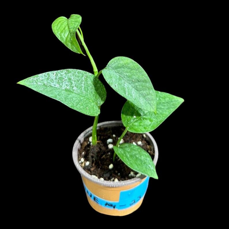 Cebu Blue Pothos Plant in 8" Hanging Basket | Epipremnum Pinnatum 'Cebu Blue' | Rare Houseplant Gift | Easy Indoor Care