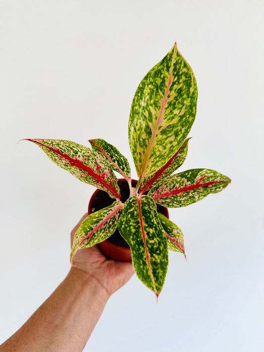 Aglaonema 10 Karat Starter Plant - Variegated Chinese Evergreen - Live Tropical Houseplant in 4” Pot - Easy Care Plant