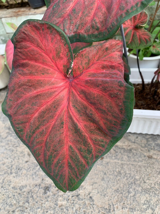 Caladium Bulbs (2 Count) - Hearts Delight - Rose Red & Green Leaves - Caladium bicolor - Easy Indoor/Outdoor Perennial Plant