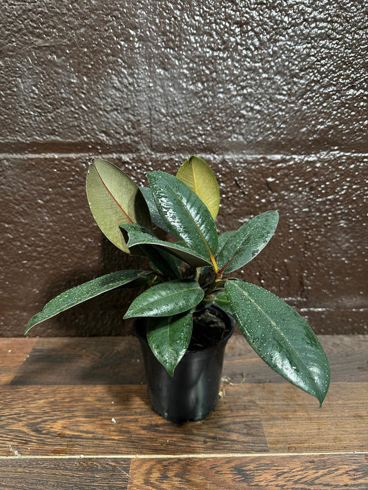 Burgundy Rubber Tree Plant in 4" Pot - Ficus Elastica - Unique Indoor Tropical Houseplant - Easy Care Live Plant