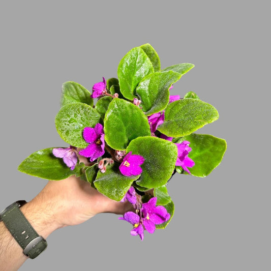 African Violet Plant - 4 Inch Pink Flowering Gift - Blooming Indoor Houseplant - Saintpaulia - Live Flowering Plant